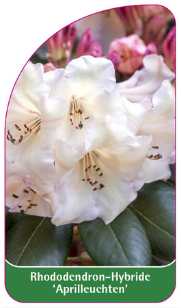 Rhododendron-Hybride 'Aprilleuchten'