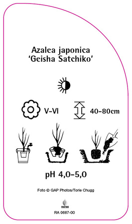 Azalea japonica 'Geisha Satchiko'