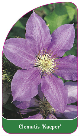 Clematis 'Kacper'