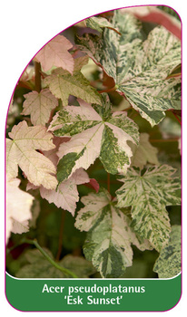Acer pseudoplatanus 'Esk Sunset'