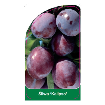 Śliwa 'Kalipso'