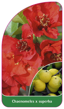 Chaenomeles x superba