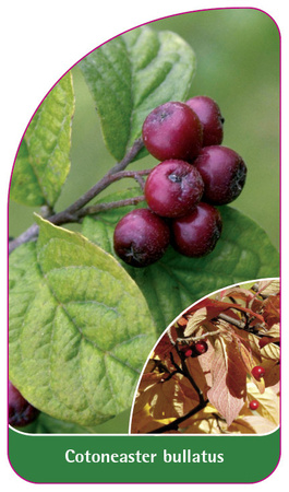 Cotoneaster bullatus