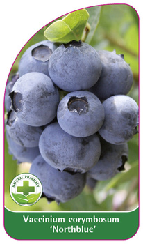 Vaccinium corymbosum 'Northblue'