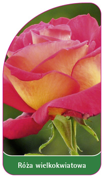 Velkokvětá růže č. 235