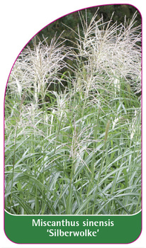 Miscanthus sinensis 'Silberwolke'