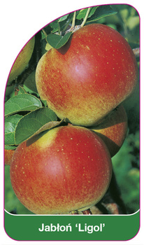 Jabłoń 'Ligol'