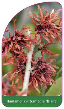 Hamamelis intermedia 'Diane'