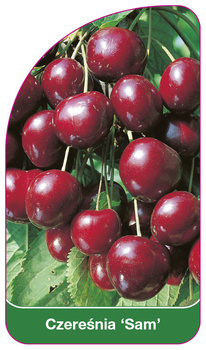 Cireș dulce 'Sam'
