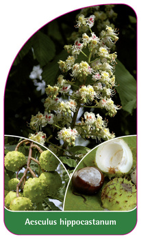 Aesculus hippocastanum