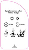 Symphoricarpos albus "Gard viu alb