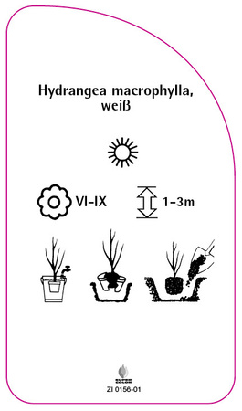 Hydrangea macrophylla, weiß