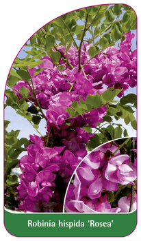 Robinia hispida 'Rosea'