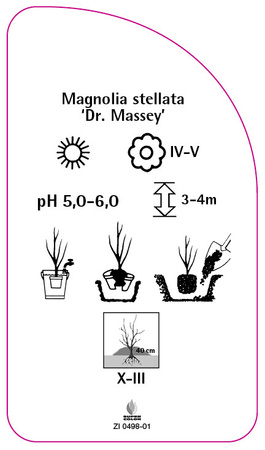 Magnolia stellata 'Dr. Massey'