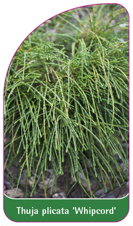Thuja 'Whipcord'