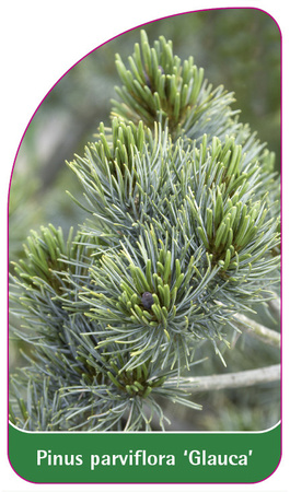 Pinus parviflora 'Glauca'