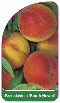 Brzoskwinia 'South Haven'