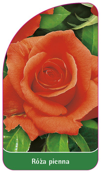 Roza pienna Nr. 9