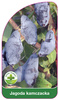 Fructe de pădure Kamchatka