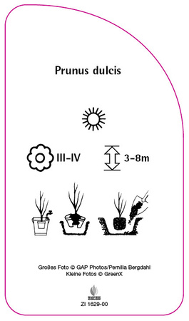 Prunus dulcis