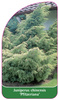 Juniperus chinensis 'Pfitzeriana'