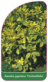 Aucuba japonica 'Crotonifolia'