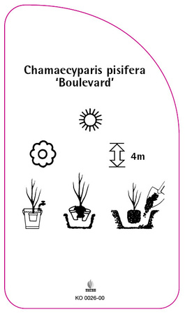 Chamaecyparis pisifera 'Boulevard'
