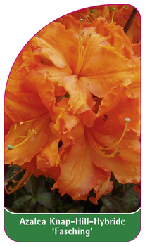 Azalea Knap-Hill-Hybride 'Fasching'