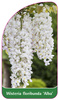 Wisteria floribunda 'Alba'