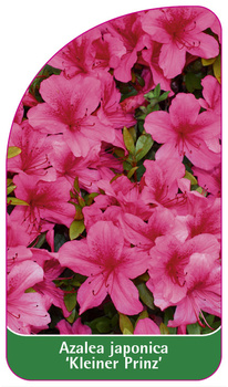 Azalea japonica 'Kleiner Prinz'