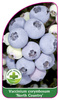 Vaccinium corymbosum 'North Country'