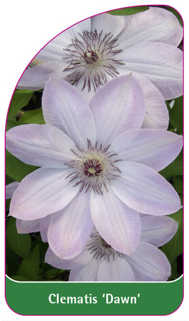 Clematis 'Dawn'