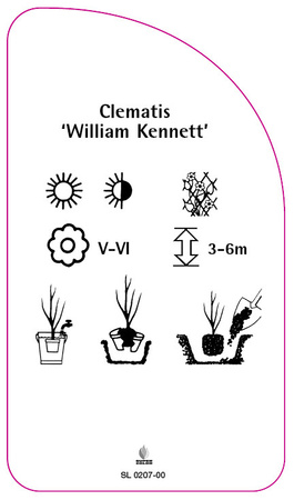 Clematis 'William Kennett'