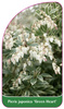 Pieris japonica 'Green Heart'