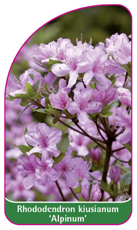 Rhododendron kiusianum 'Alpinum'