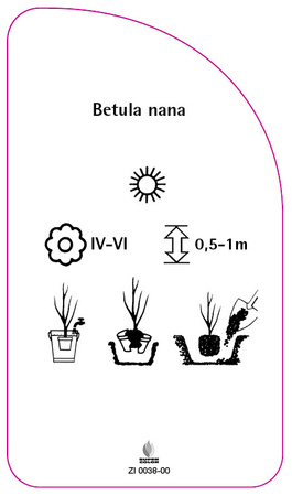 Betula nana