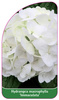 Hydrangea macrophylla 'Immaculata'