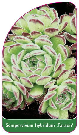 Sempervivum hybridum ,Faraon'