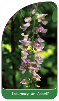 Laburnocytisus 'Adamii'