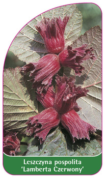 Hazel comun 'Lamberta Red'