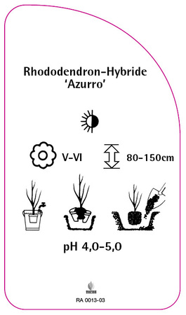 Rhododendron-Hybride 'Azurro'