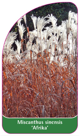 Miscanthus sinensis 'Afrika'