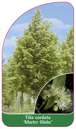 Tilia cordata 'Marler Globe'