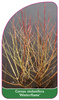 Cornus stolonifera 'Winterflame'