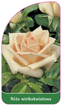 Roza wielkokwiatowa Nr. 214