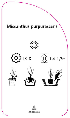 Miscanthus purpurascens