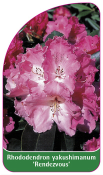 Rhododendron yakushimanum 'Rendezvous'