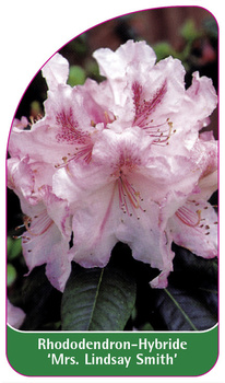 Rhododendron-Hybride 'Mrs. Lindsay Smith'