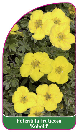 Potentilla fruticosa 'Kobold'