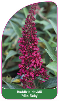 Kalmia latifolia 'Miss Ruby'